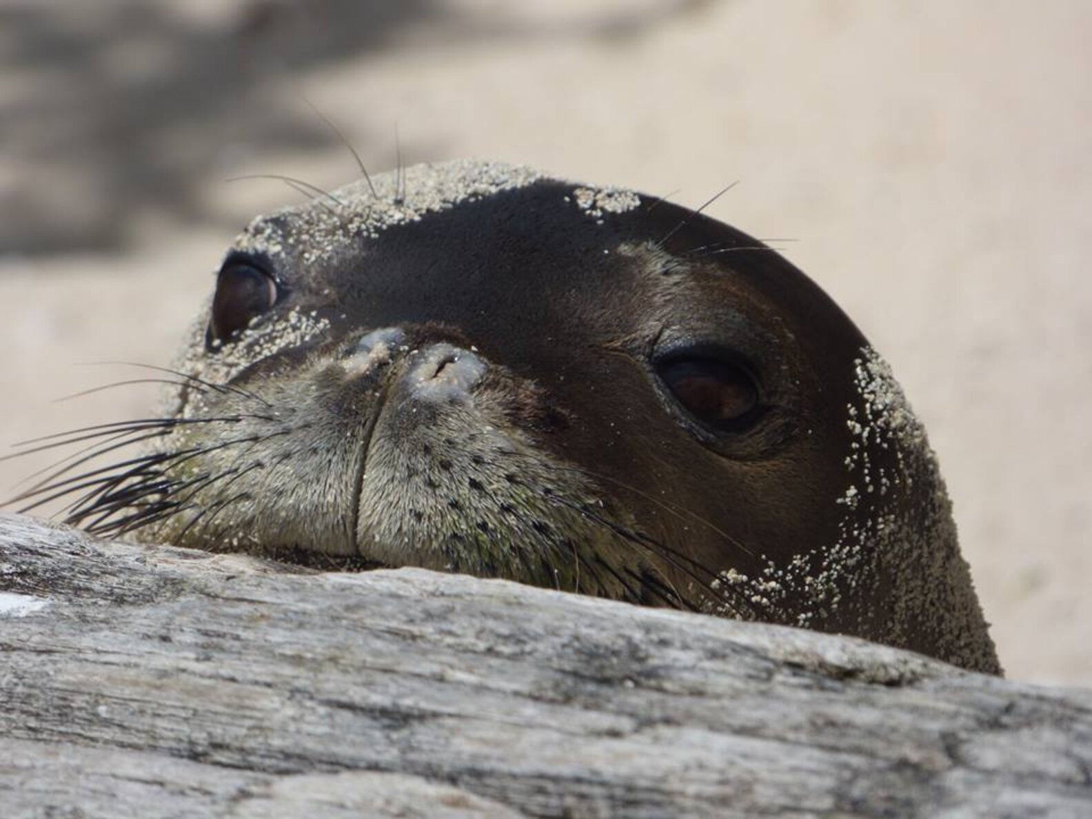 Photo Of Eel In Seal's Nose Goes Viral The Dodo