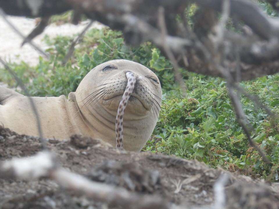 eel stuck in seal's nose