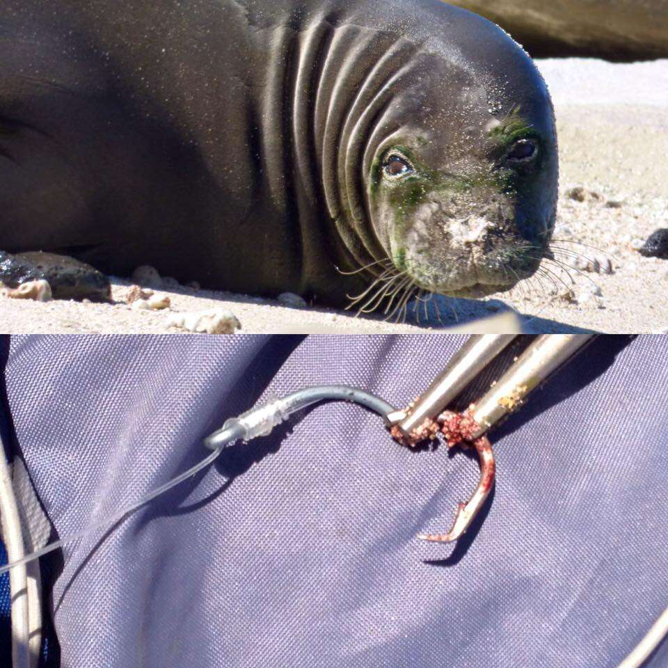 hawaiian monk seal