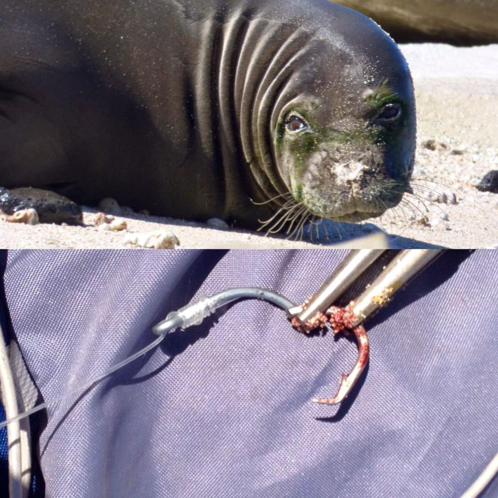 Photo Of Eel In Seal's Nose Goes Viral The Dodo