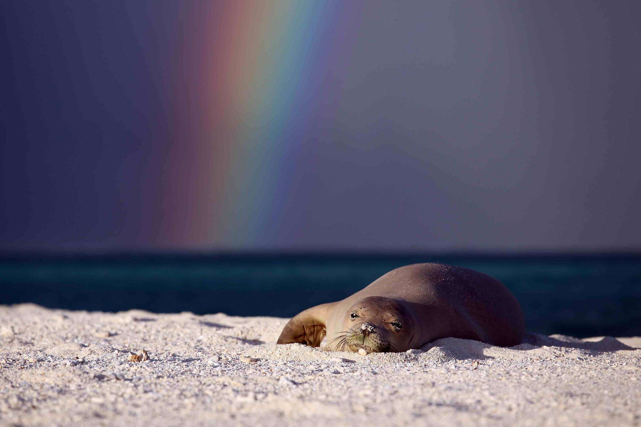 hawaiian monk seal noaa