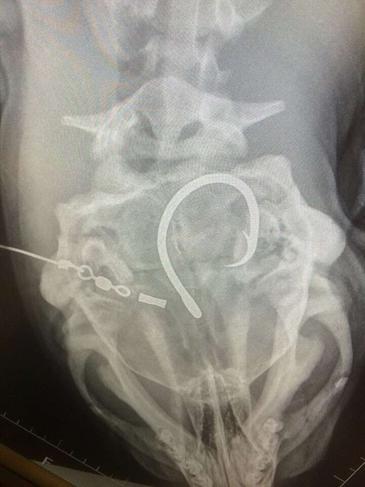 hawaiian monk seal x ray