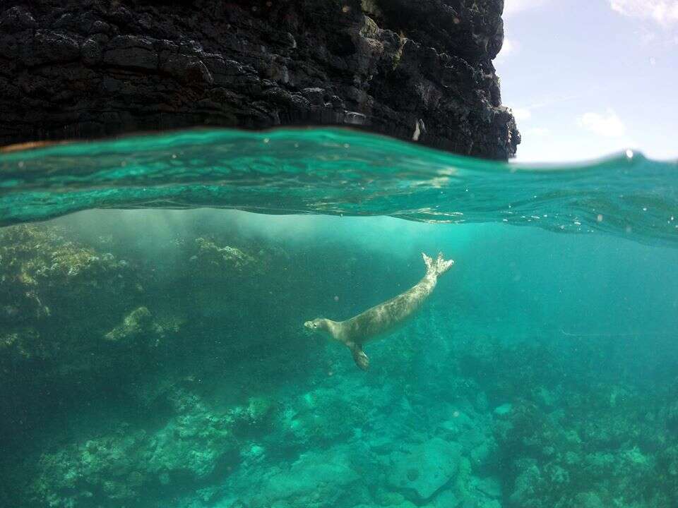 hawaiian monk seal noaa