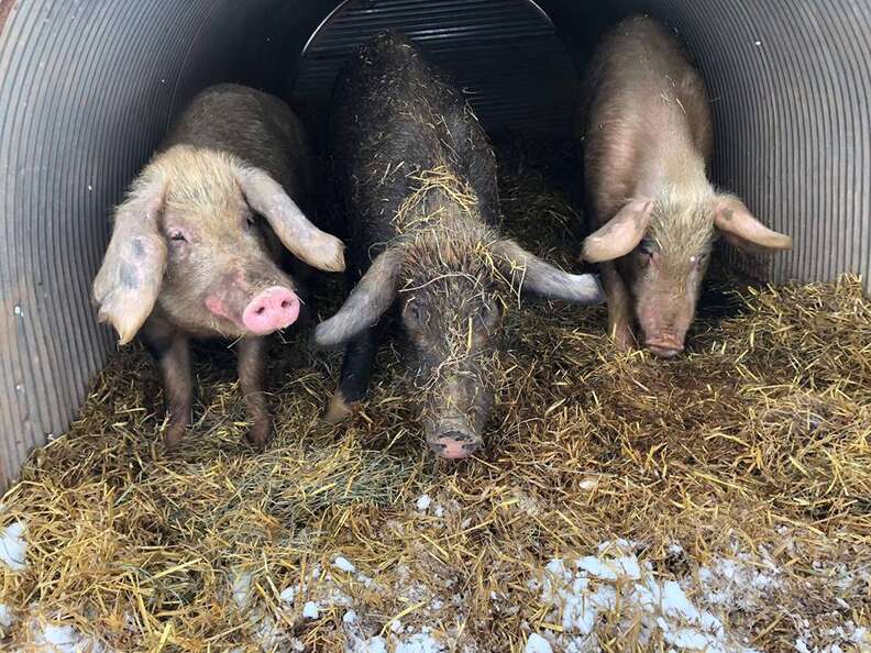 Pigs inside stall with hay