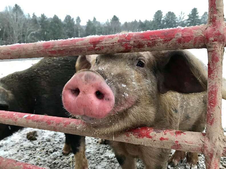 Rescued pig poking his head through gate