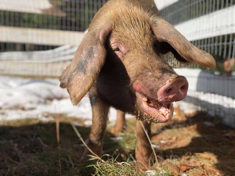 Rescued pig outside in stall