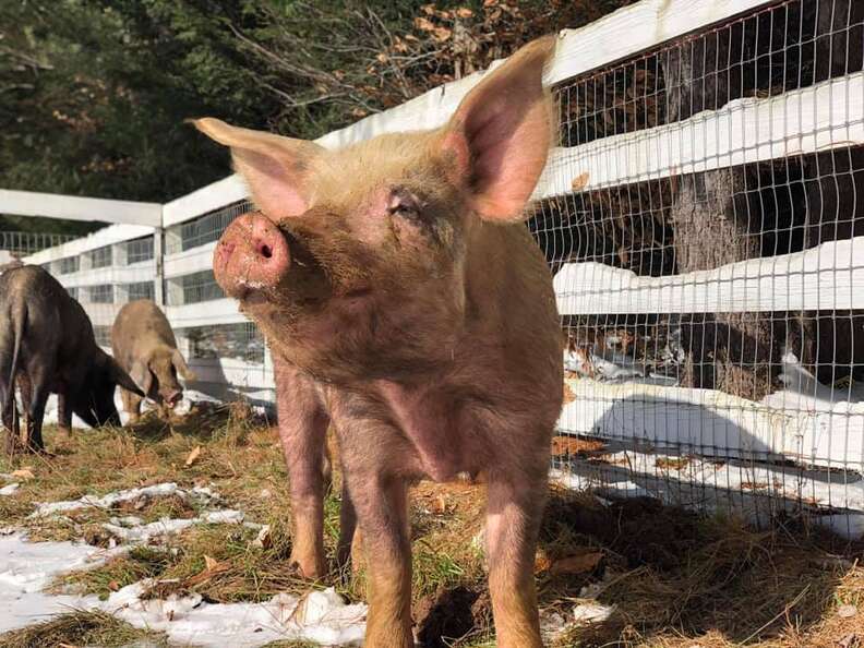 Rescued pigs inside stall at sanctuary