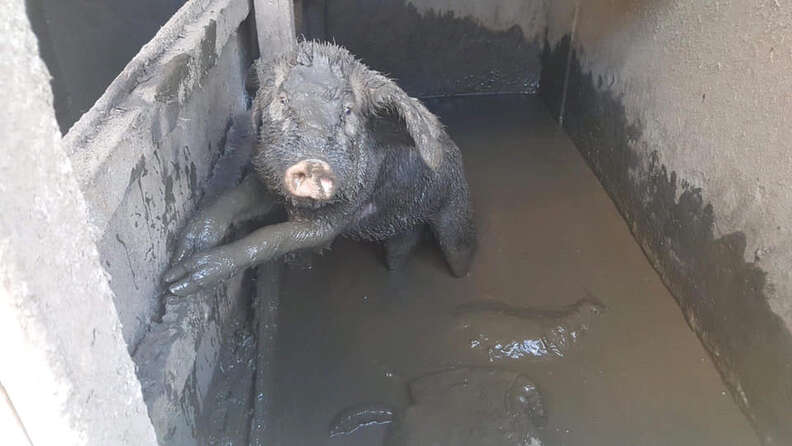 Pig stuck in muddy stall