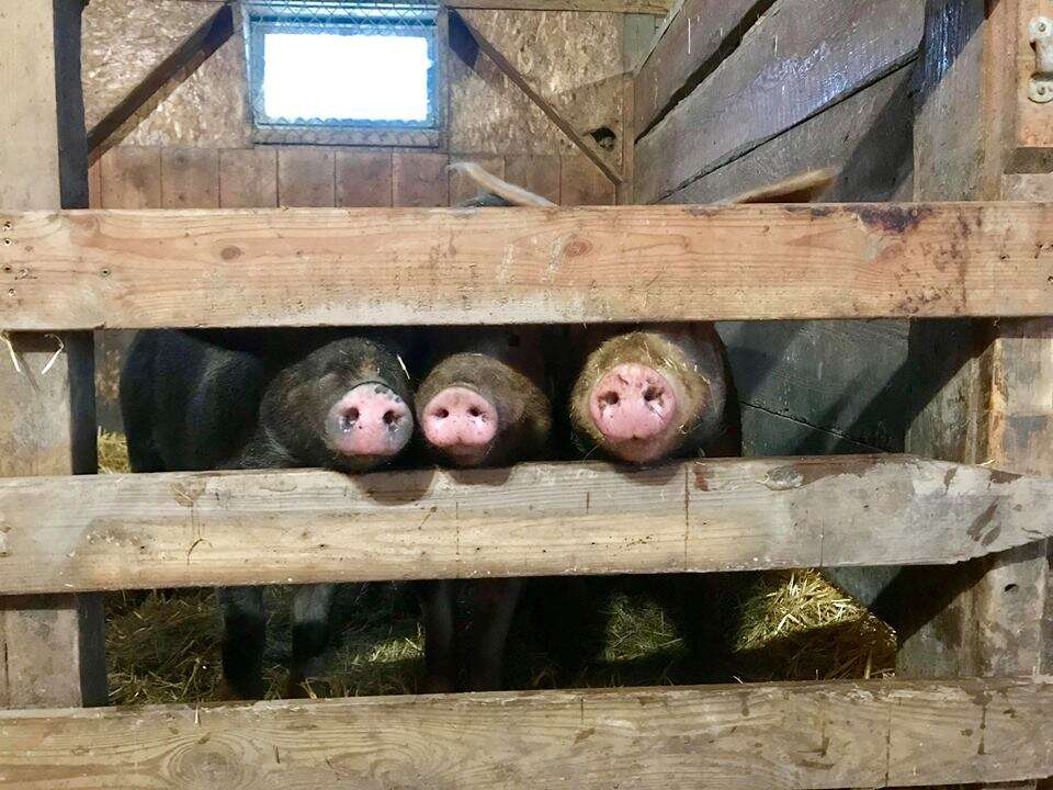 Rescued pigs poking their noses through gate