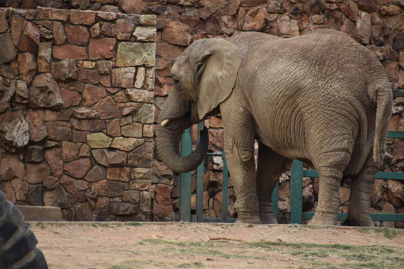 Lonely elephant inside zoo enclosure