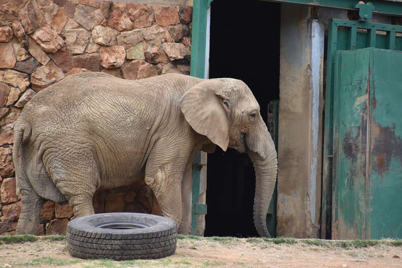 Lonely elephant in zoo enclosure