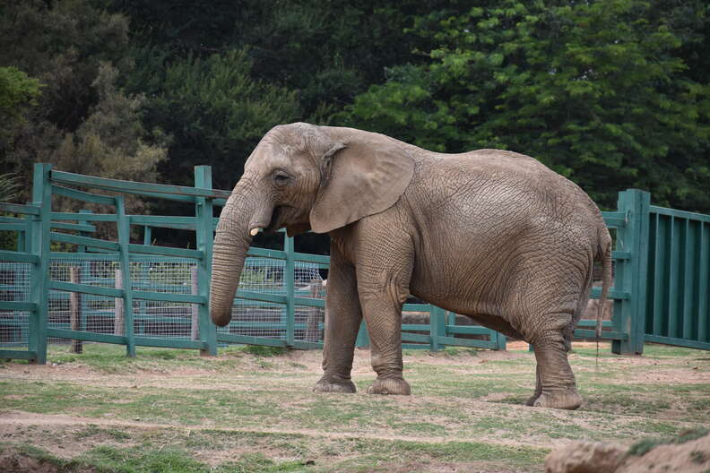 Elephant inside zoo enclosure