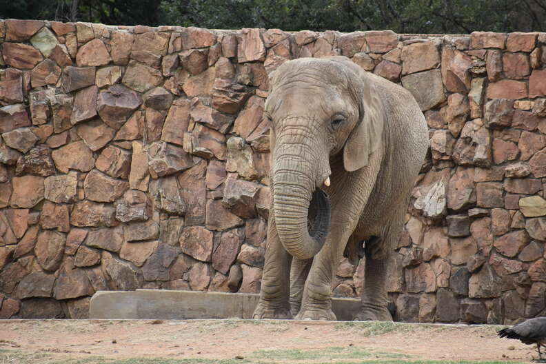 Lonely zoo elephant in enclosure