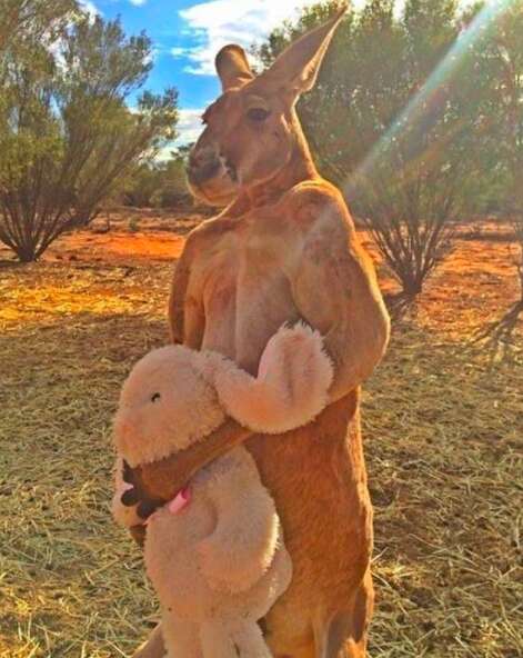 roger the kangaroo 