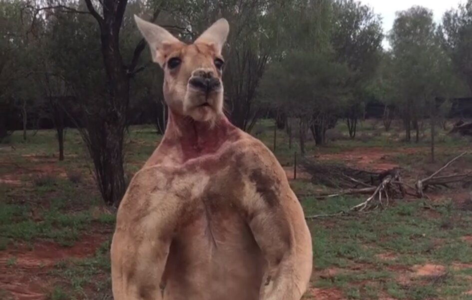 Why Is Roger The Kangaroo So Muscular At Brandi Stevens Blog Why Is Roger The Kangaroo So Muscular At Brandi Stevens Blog