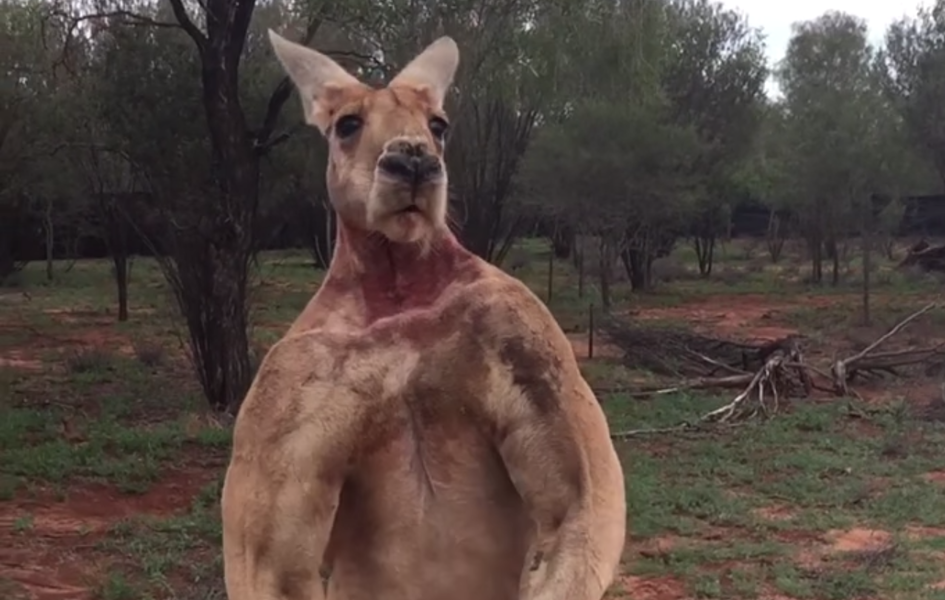 Why Is Roger The Kangaroo So Muscular At Brandi Stevens Blog