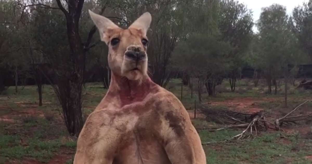 Roger The Muscular Kangaroo Dies At The Age Of 12