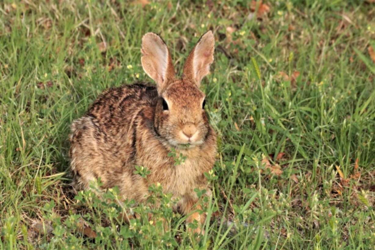 Louisiana Family Spots Wild Rabbit Chewing Their Christmas Lights - The ...