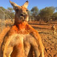 roger the kangaroo 