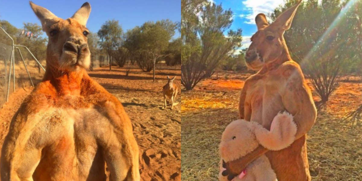 kangaroo, kangaroo rescue, the kangaroo sanctuary, the kangaroo sanctuary a...