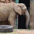 Sad looking elephant in zoo enclosure