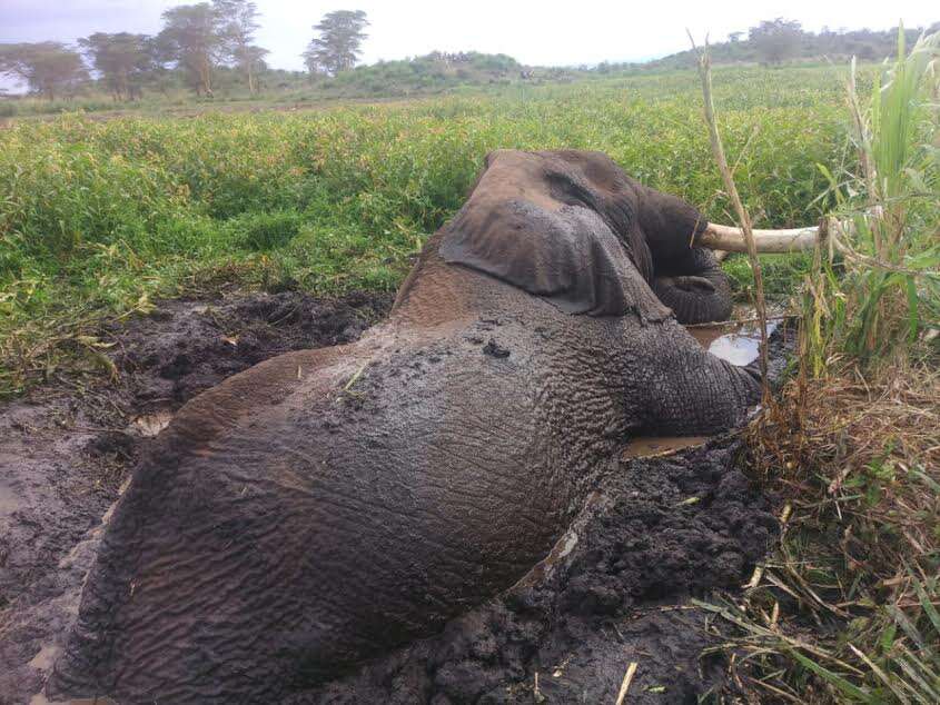 Wild elephant trying to climb out of mud hole