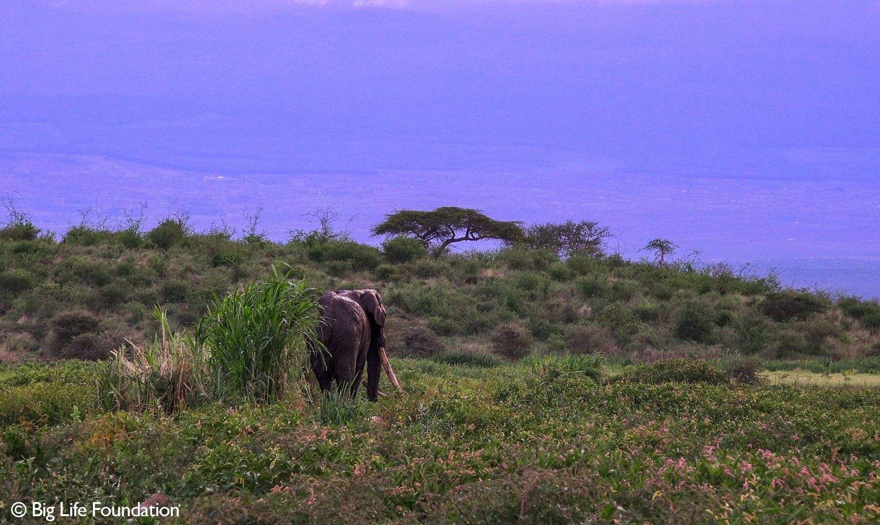 Wild elephant walking in the Kenyan bush