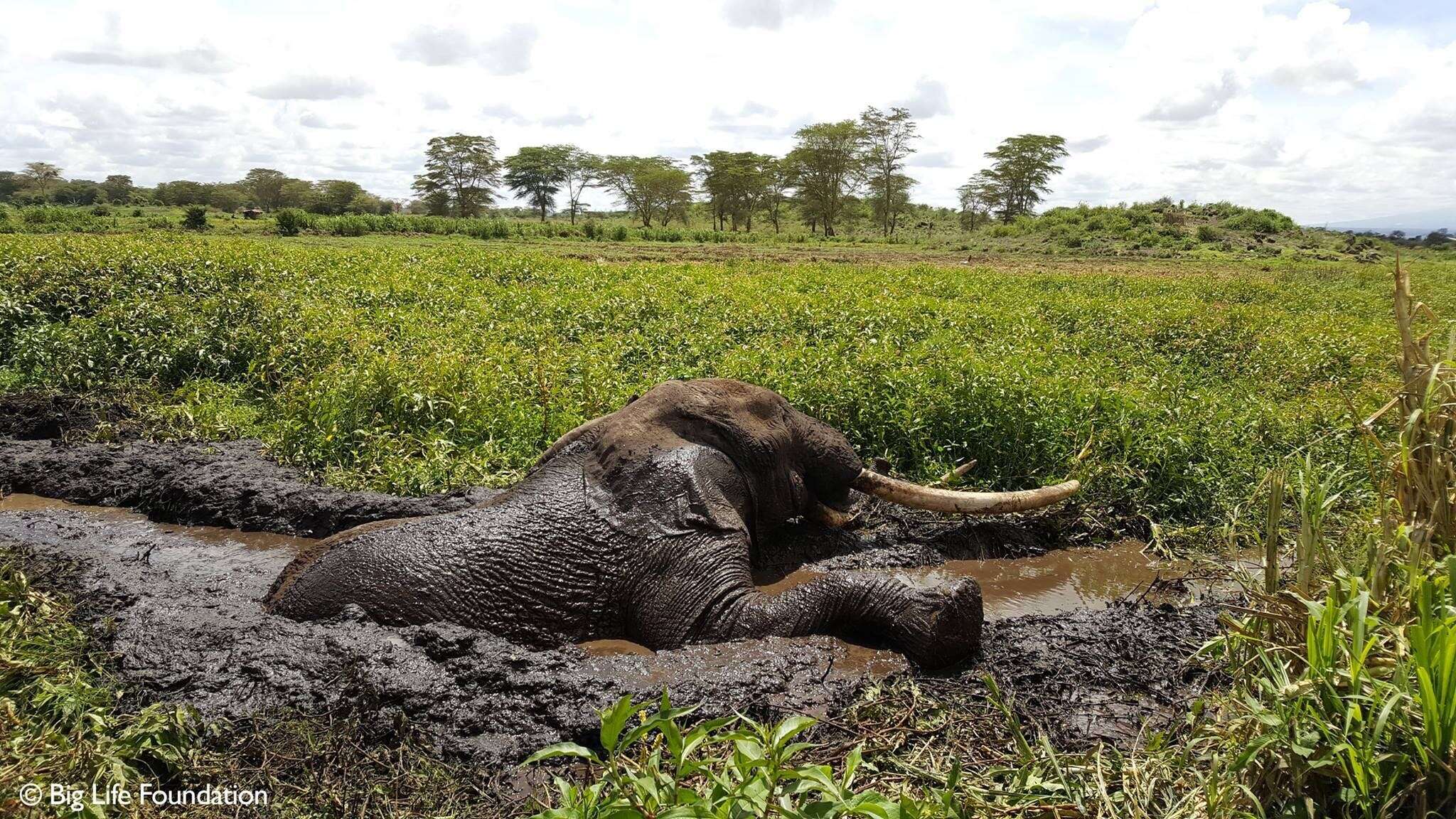 Elephant trying to climb out of swampy mud hole