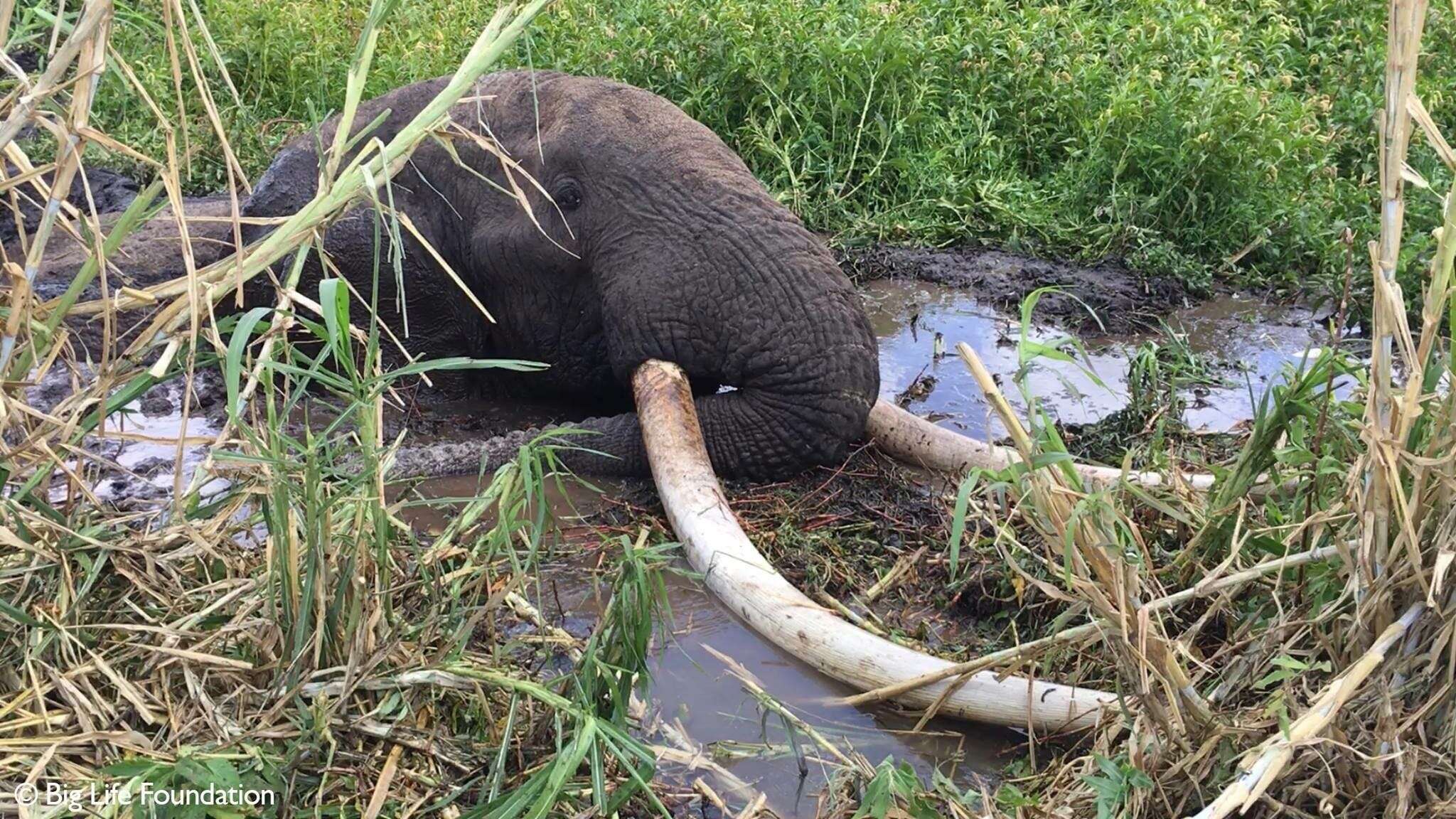 Rescuers Work To Save 'Big Tusker' Elephant From Swampy Furrow - The Dodo