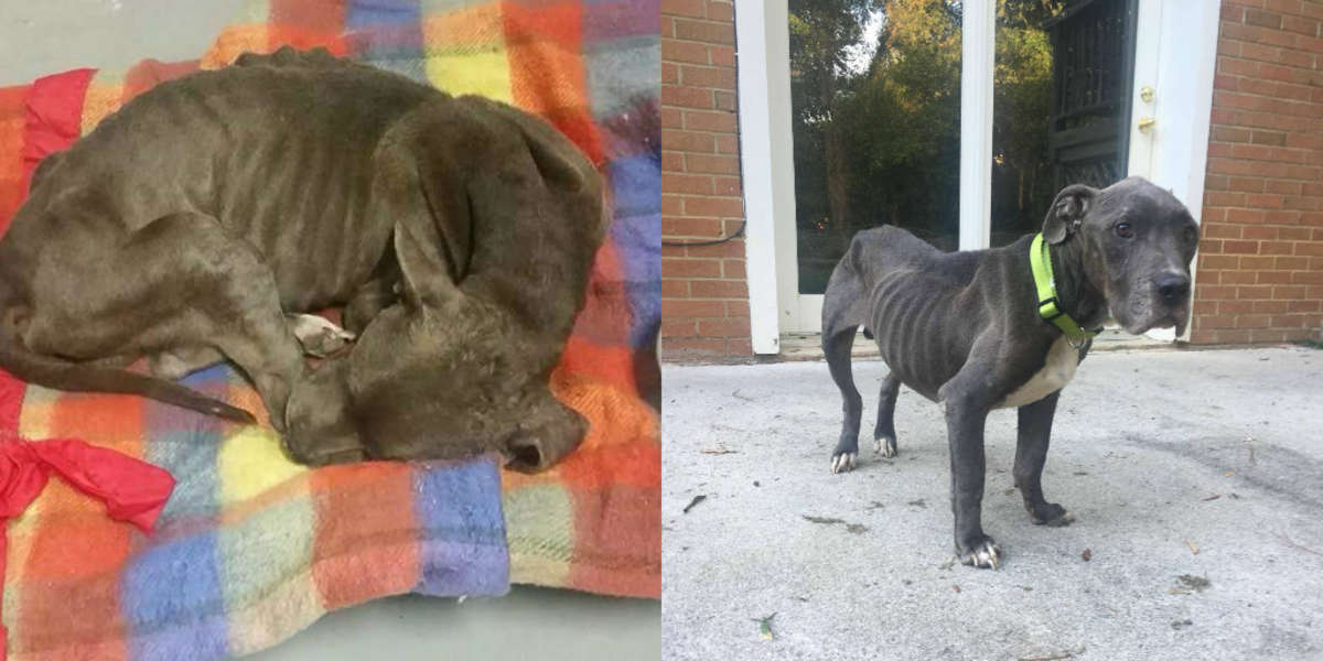 Dog Thrown Over Shelter Fence Looks So Different Now. The Dodo
