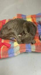sick dog