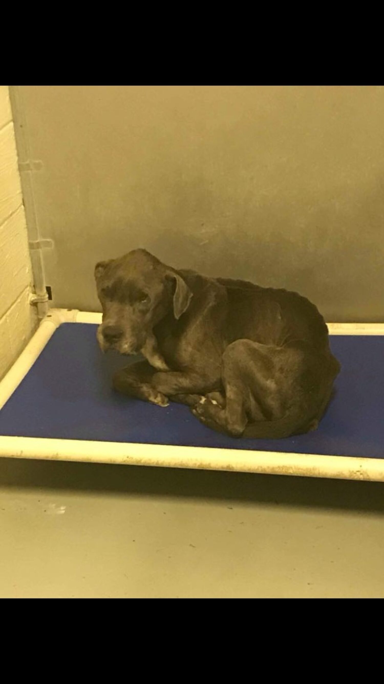 Dog Thrown Over Shelter Fence Looks So Different Now. The Dodo
