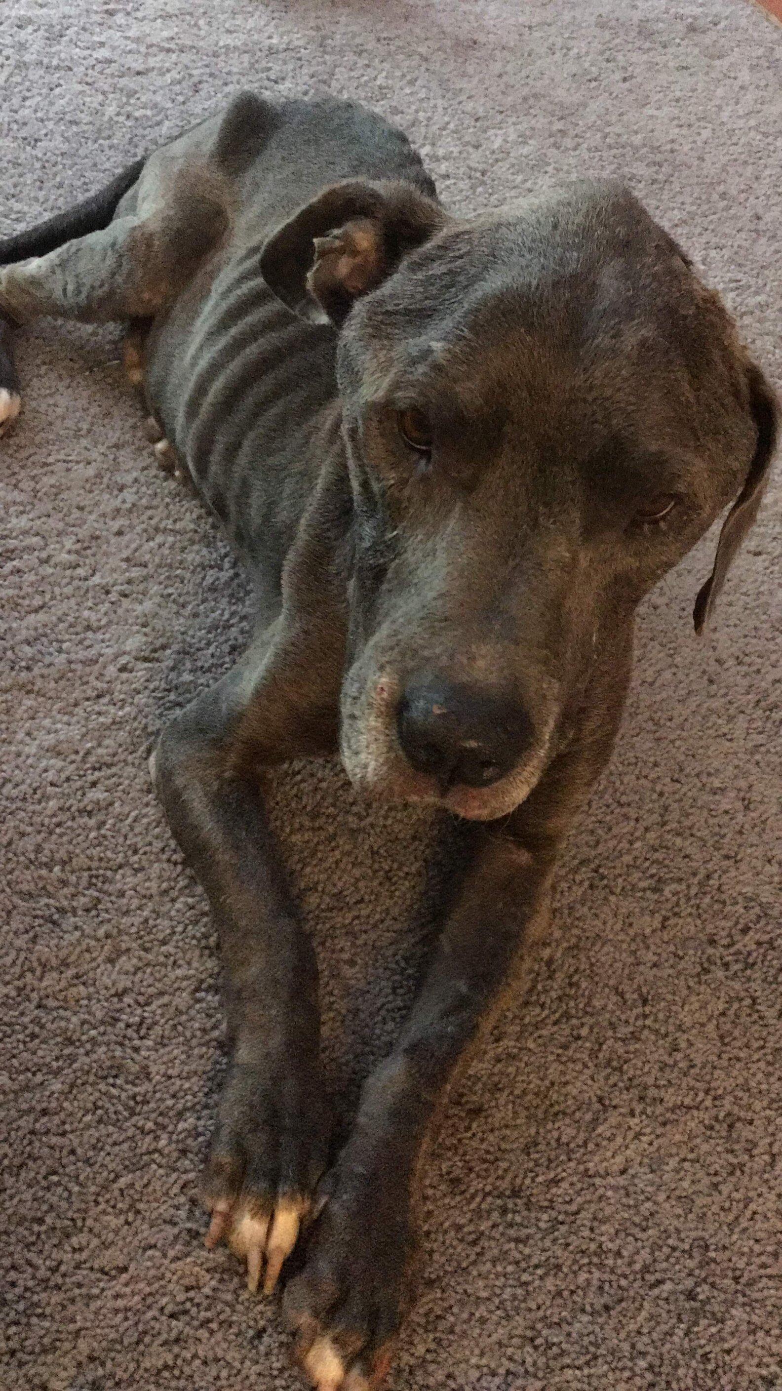 Dog Thrown Over Shelter Fence Looks So Different Now. - The Dodo