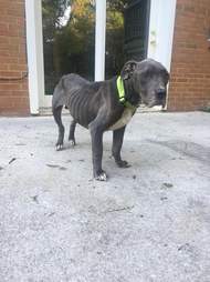 sick dog