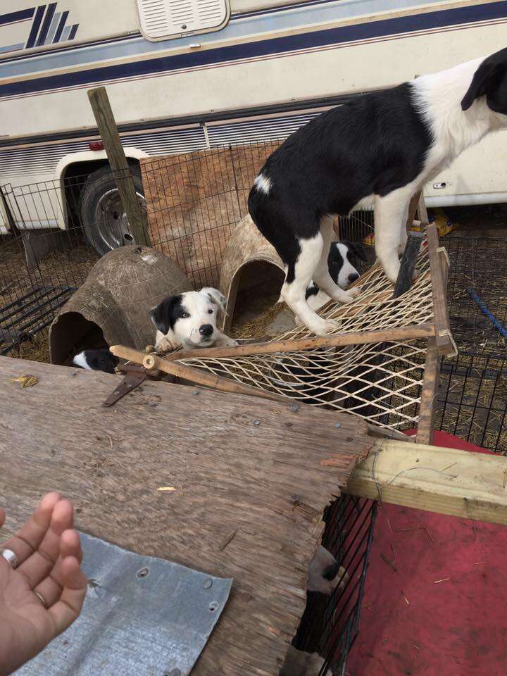 Hull's Haven Border Collie Rescue