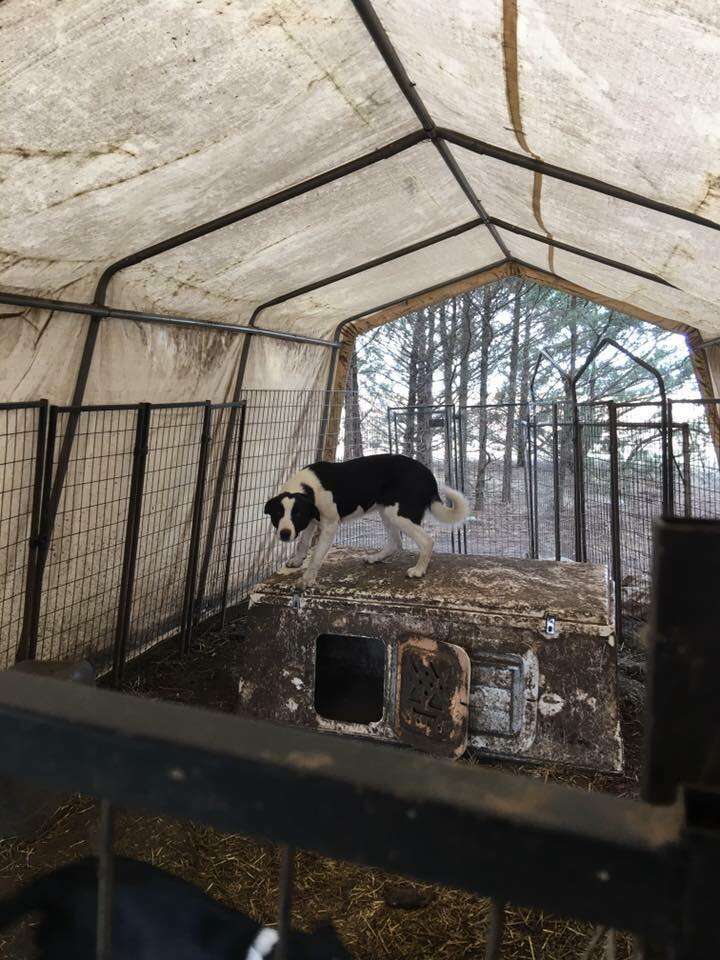 how cold can border collies handle