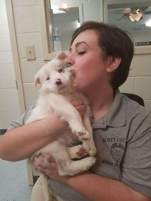 Person kissing white puppy