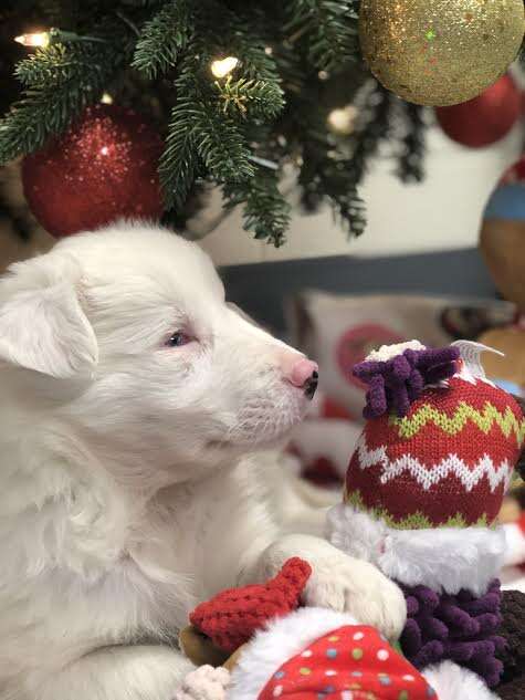 White puppy lying beneath Christmas tree