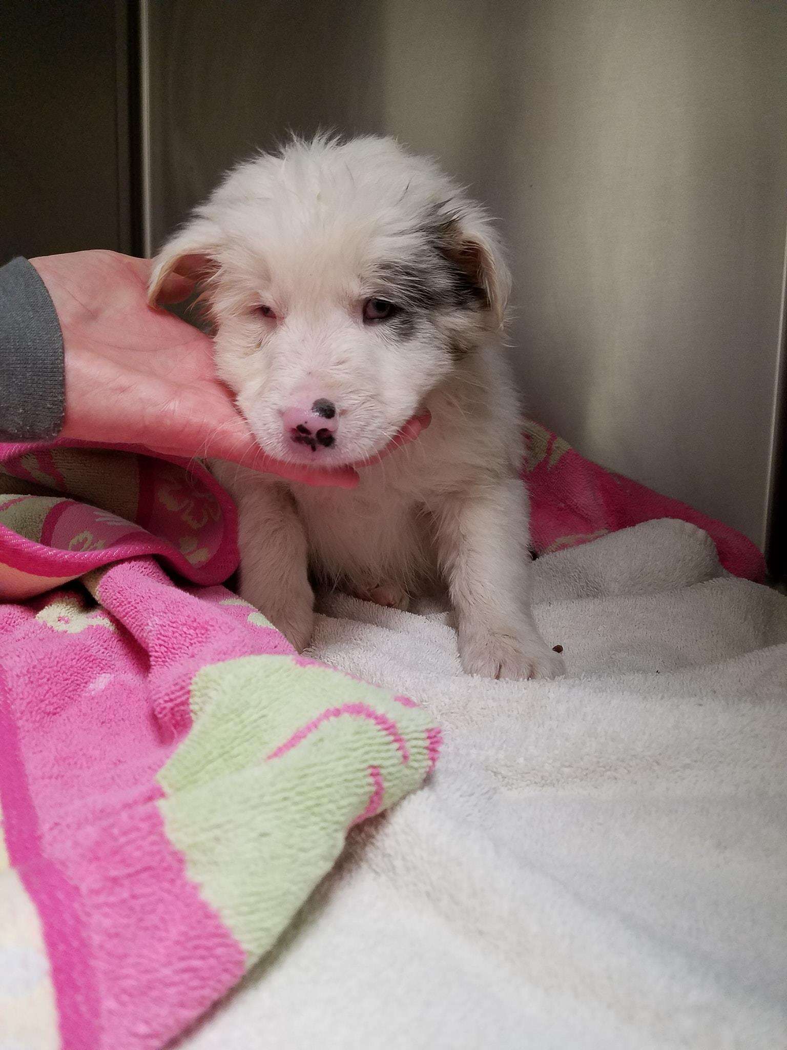 Sick puppy in vet kennel
