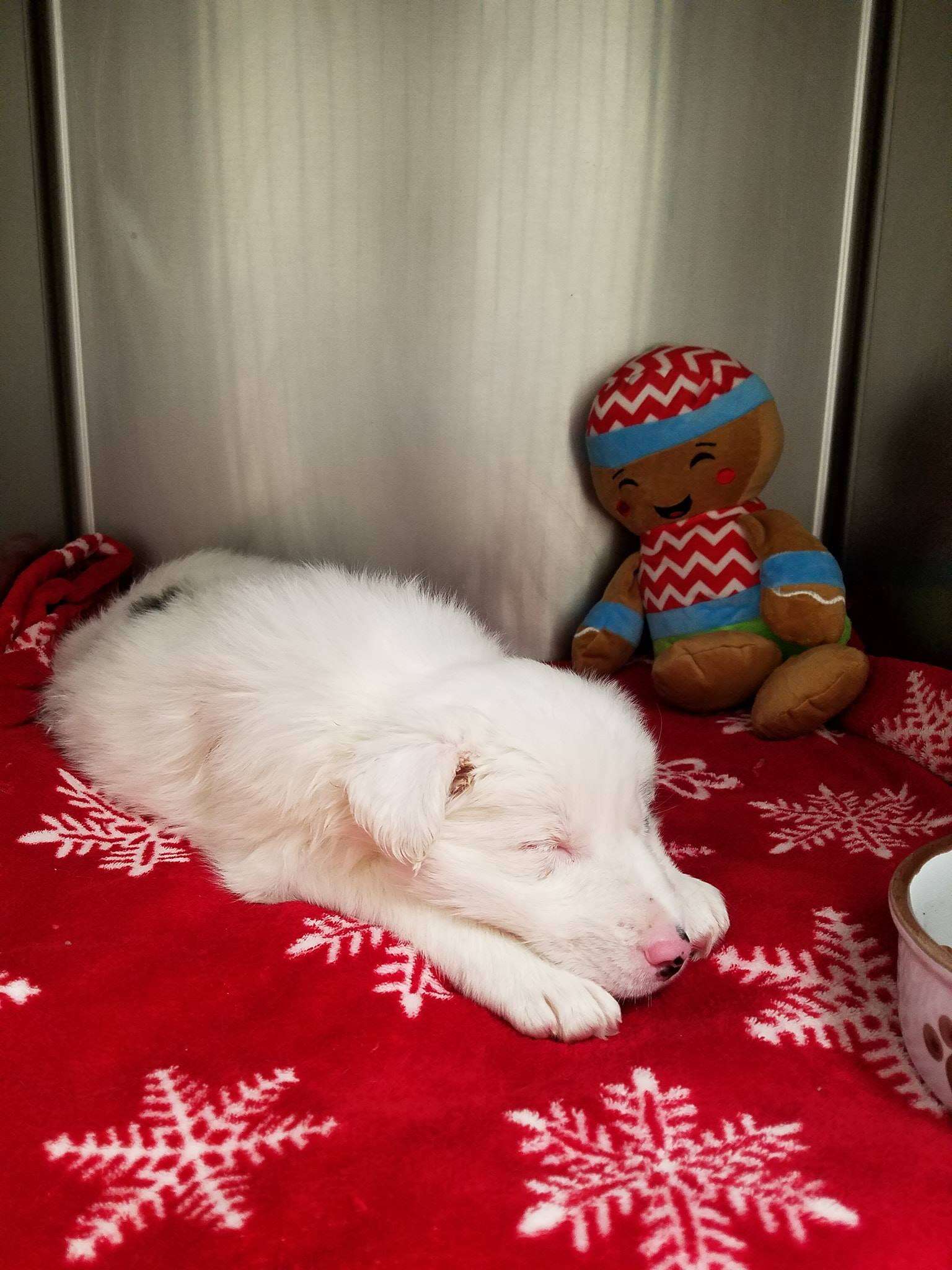 Dog sleeping in vet kennel