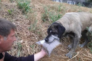 Woman Spends 3 Years Trying To Catch Stray Dog