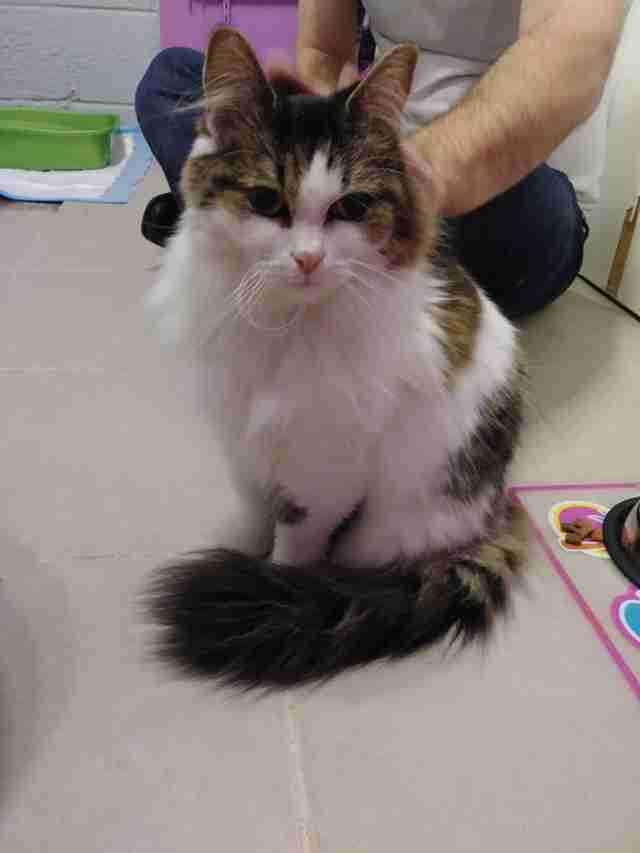 Rescue cat looking sad