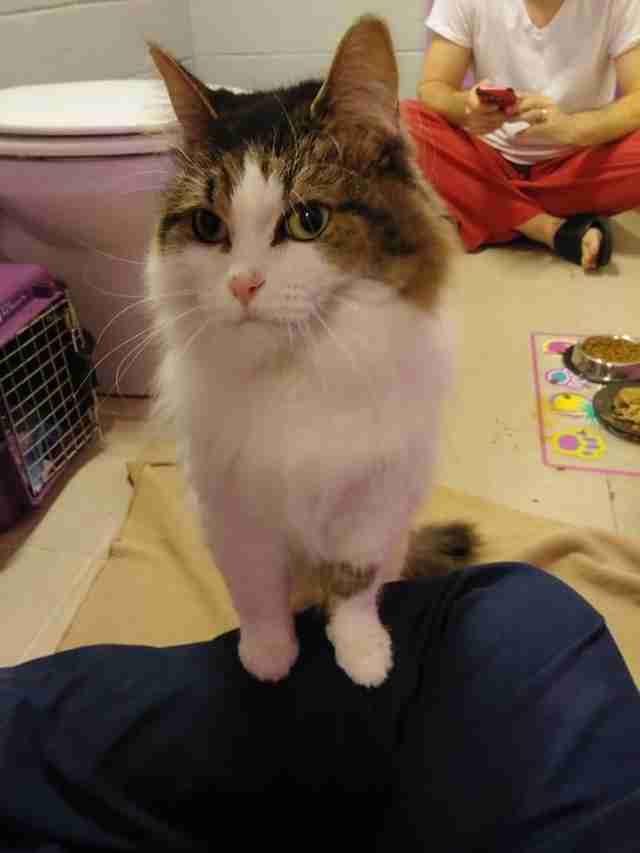 Cat standing up on person's knee