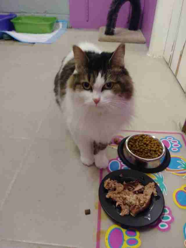 Cat standing in front of food