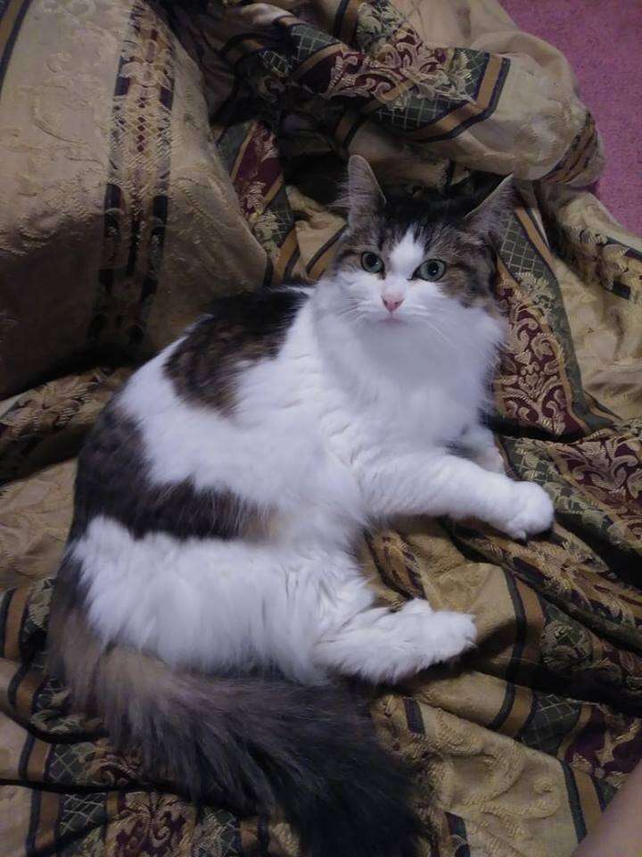 Fluffy cat lying on blanket