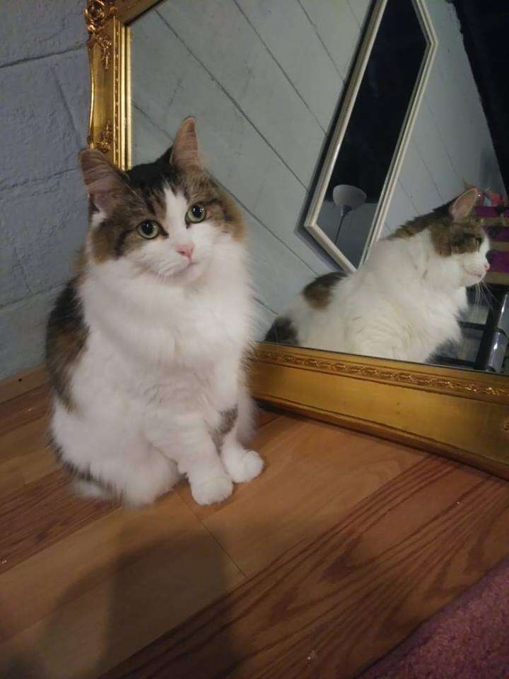 Cat standing in front of mirror
