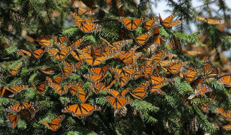 National Butterfly Center's clouds of monarch butterflies