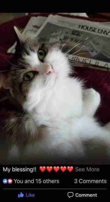 A Facebook post about a beloved cat