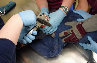 raccoon rescue