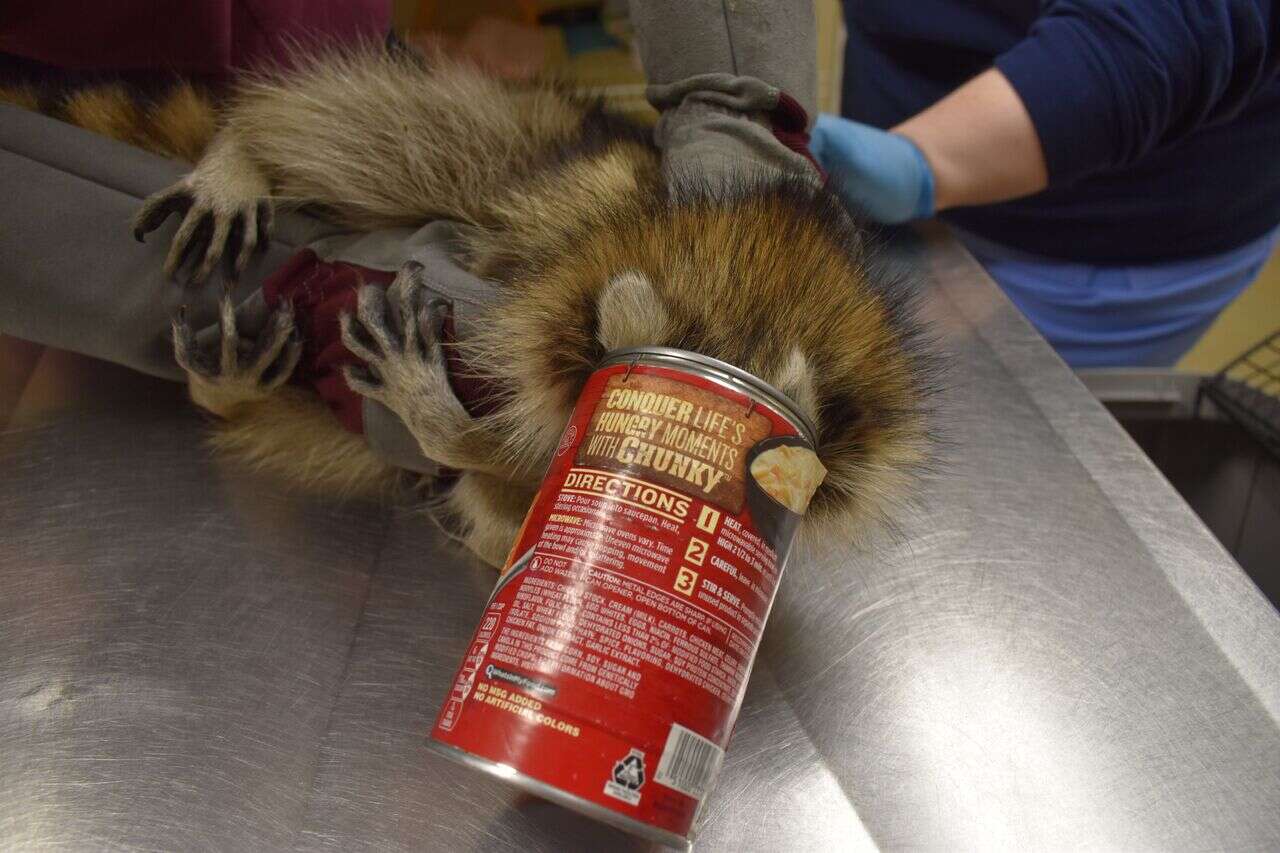 raccoon rescue litter